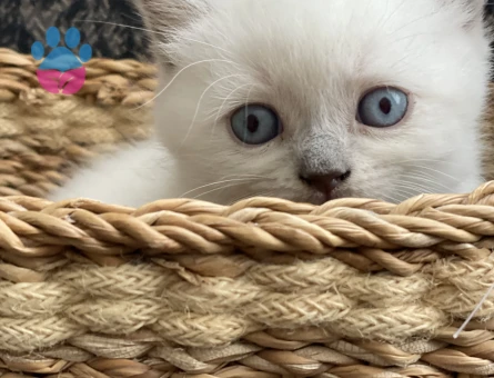 British Shorthair Silver blue - 7470 - Görsel 3