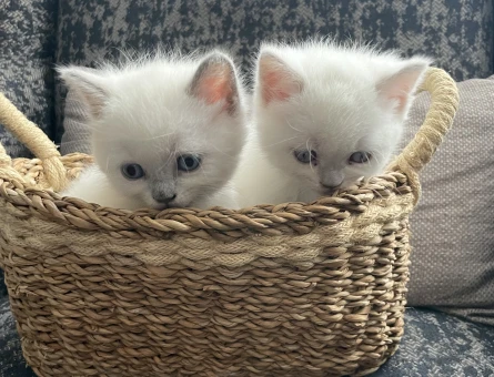 British Shorthair Silver blue - 7470