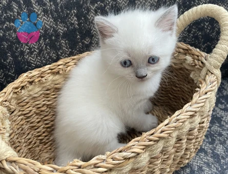 British Shorthair Silver blue - 7470 - Görsel 4