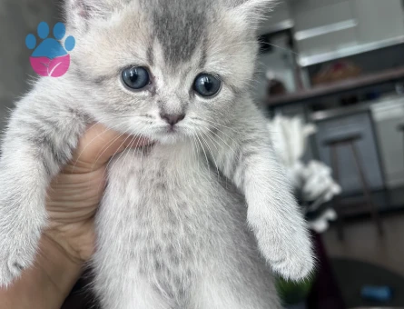 Kızıma yuva arıyorum