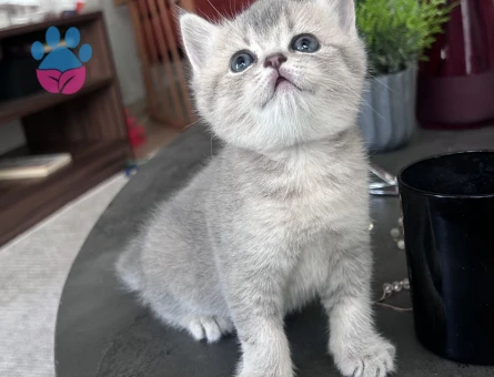 Kızıma yuva arıyorum