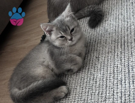 Kızıma yuva arıyorum