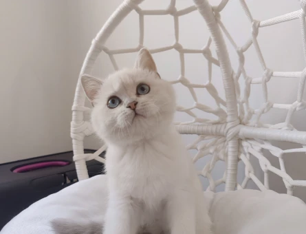 Saf British Secereli Babanın Yavruları Ve Yetişkin Dişi