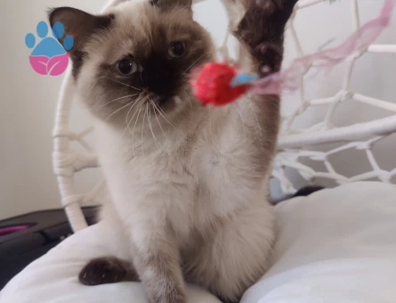 Saf British Secereli Babanın Yavruları Ve Yetişkin Dişi