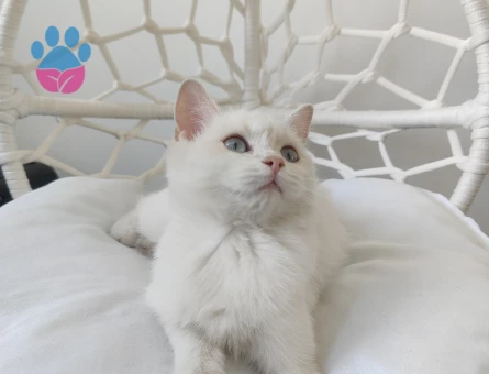 Saf British Secereli Babanın Yavruları Ve Yetişkin Dişi