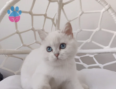 Saf British Secereli Babanın Yavruları Ve Yetişkin Dişi