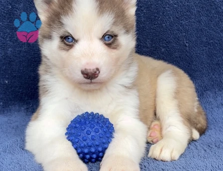 Dişi Erkek Husky Sibirya Kurdu Yavrularımız - 9469 - Görsel 2