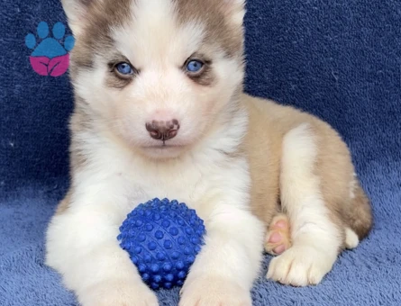 Dişi Erkek Husky Sibirya Kurdu Yavrularımız - 9469 - Görsel 4