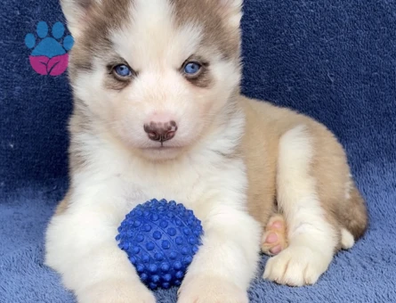 Dişi Erkek Husky Sibirya Kurdu Yavrularımız - 9469 - Görsel 3