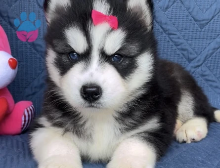 Keski̇n Bakişli Husky Yavrularimiz - 9470 - Görsel 2