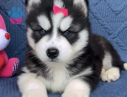 Keski̇n Bakişli Husky Yavrularimiz - 9470 - Görsel 3