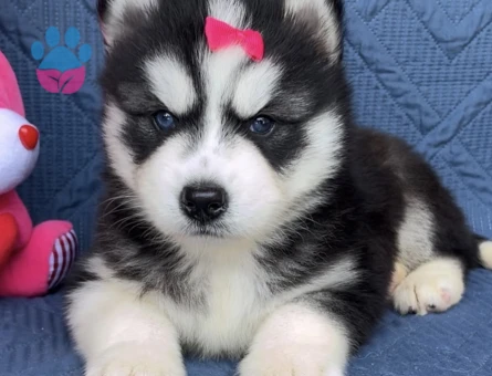 Keski̇n Bakişli Husky Yavrularimiz - 9470 - Görsel 4
