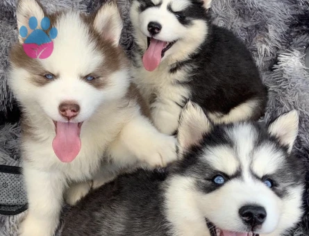 Safkan Husky Yavrulari - 9473