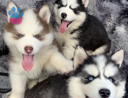 Safkan Husky Yavrulari - 9473 - Görsel 3