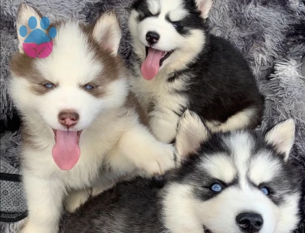 Safkan Husky Yavrulari - 9473 - Görsel 4