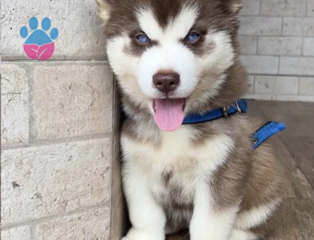 Boncuk Gözlü Husky Yavrular - 9478 - Görsel 3
