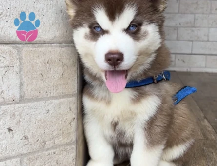 Boncuk Gözlü Husky Yavrular - 9478 - Görsel 4