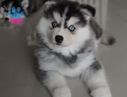 Husky Safkan Yavrular - 9481