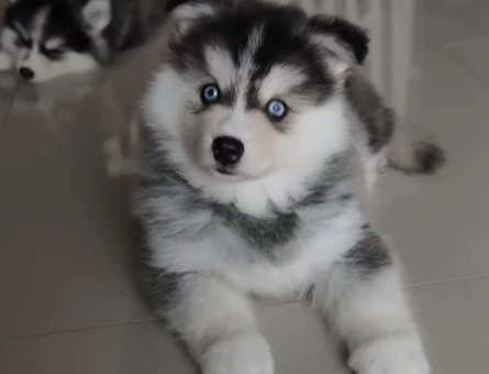 Husky Safkan Yavrular - 9481