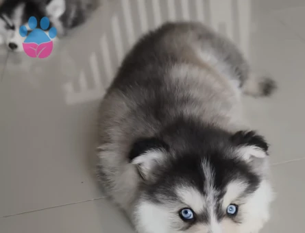 Husky Safkan Yavrular - 9481 - Görsel 3