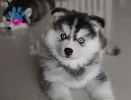 Husky Safkan Yavrular - 9481 - Görsel 4