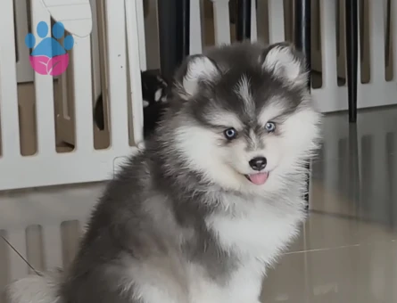 Boncuk Gözlü Husky Yavrular - 9482