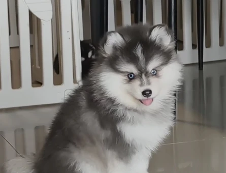 Boncuk Gözlü Husky Yavrular - 9482