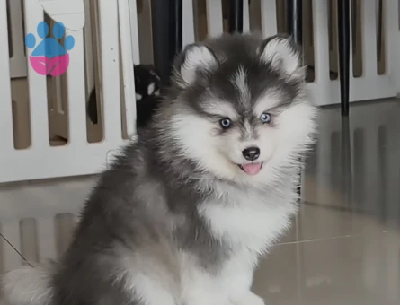 Boncuk Gözlü Husky Yavrular - 9482 - Görsel 3