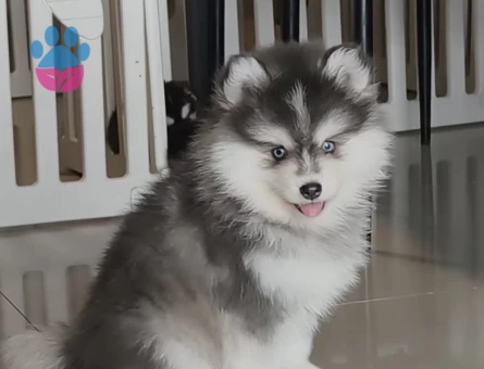 Boncuk Gözlü Husky Yavrular - 9482 - Görsel 4