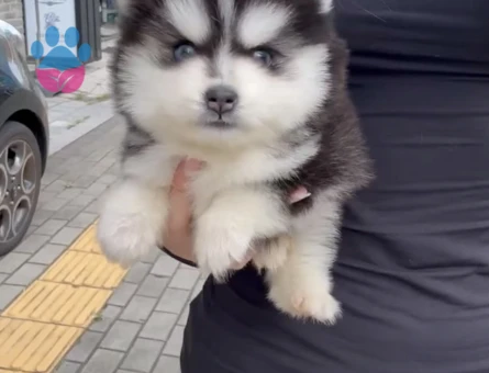 Safkan Mavi̇ Gözlü Husky Yavrulari - 9486 - Görsel 2
