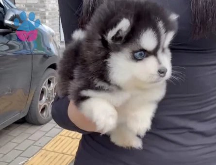 Safkan Mavi̇ Gözlü Husky Yavrulari - 9486 - Görsel 4
