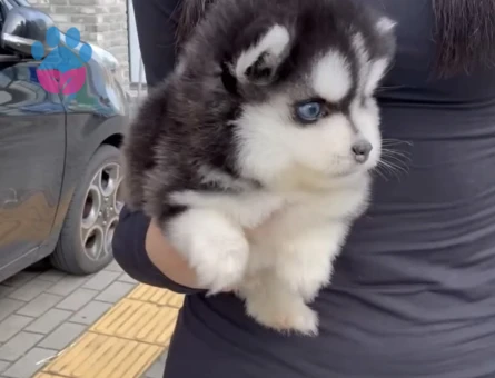 Safkan Mavi̇ Gözlü Husky Yavrulari - 9486 - Görsel 3