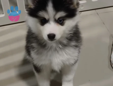 Safkan Mavi Gözlü Husky Yavrulari - 9487 - Görsel 4