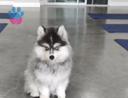 Safkan Mavi Gözlü Husky Yavrulari - 9487 - Görsel 3