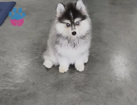 Safkan Mavi Gözlü Husky Yavrulari - 9487 - Görsel 2