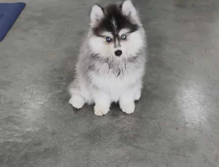 Safkan Mavi̇ Gözlü Husky Yavrulari - 9487