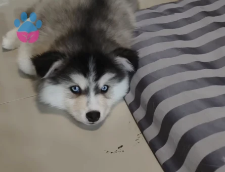 Safkan Si̇bi̇rya Kurdu Yavrulari - 9490 - Görsel 4