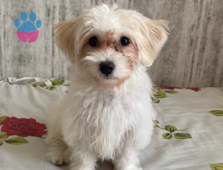 5 aylık yavru dişi maltipoo - 9491 - Görsel 2