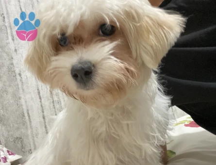 5 aylık yavru dişi maltipoo - 9491 - Görsel 3