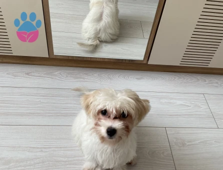 5 aylık yavru dişi maltipoo - 9491 - Görsel 4