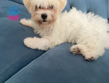 5 aylık yavru dişi maltipoo - 9491 - Görsel 5