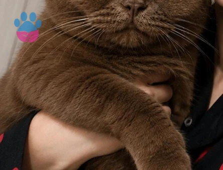 British Shorthair Dİşi ve Erkek Yavrular - 9493 - Görsel 2