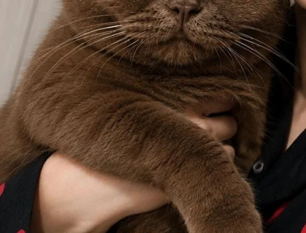 British Shorthair Dİşi ve Erkek Yavrular - 9493