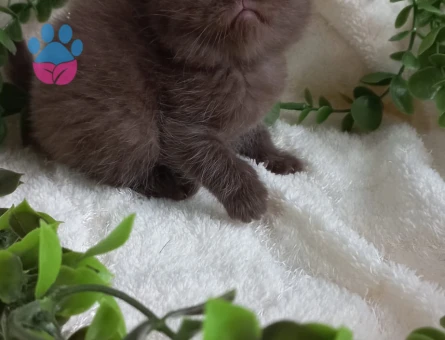 British Shorthair Dİşi ve Erkek Yavrular - 9493 - Görsel 4
