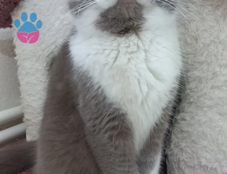 British Shorthair Dİşi ve Erkek Yavrular - 9493 - Görsel 3