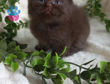 British Shorthair Dİşi ve Erkek Yavrular - 9493 - Görsel 5