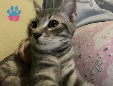 Minik Kedimizi sahiplendirmek istiyoruz. - 9494 - Görsel 5