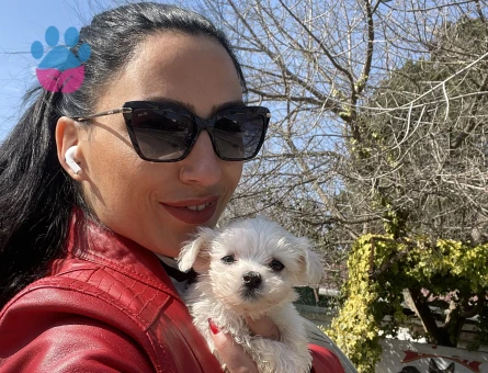 Maltese terrier yavrularım sağlık ve ırk garantilidir - 9497