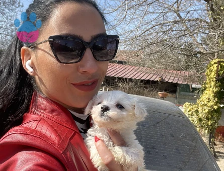 Maltese terrier yavrularım sağlık ve ırk garantilidir - 9497 - Görsel 4