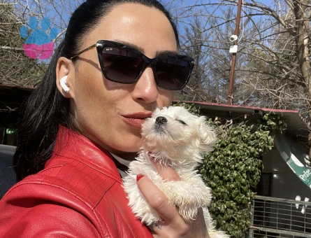 Maltese terrier yavrularım sağlık ve ırk garantilidir - 9497 - Görsel 5